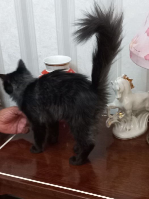 Бесплатно девочка 2,5 месяца