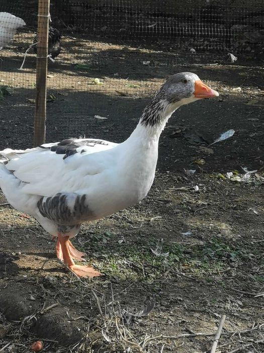 Померански гъсок