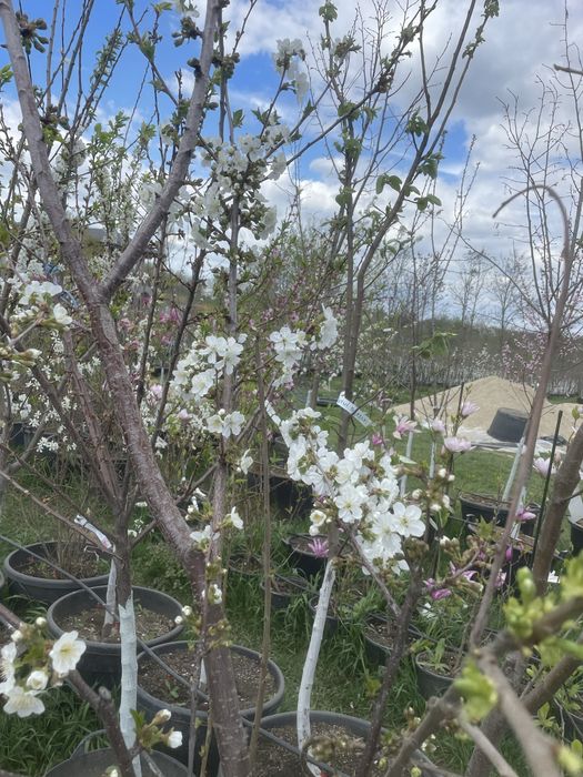 Pomi fructiferi pe rod