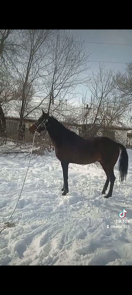 Жылкылар кулынымен