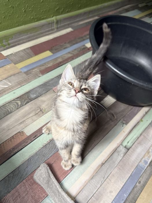Спасено котенце/ търся дом