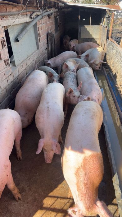 Домашни прасета от 100 до 150 кг