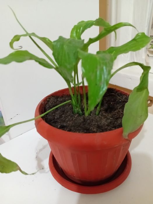 Продам цветы женское счастья