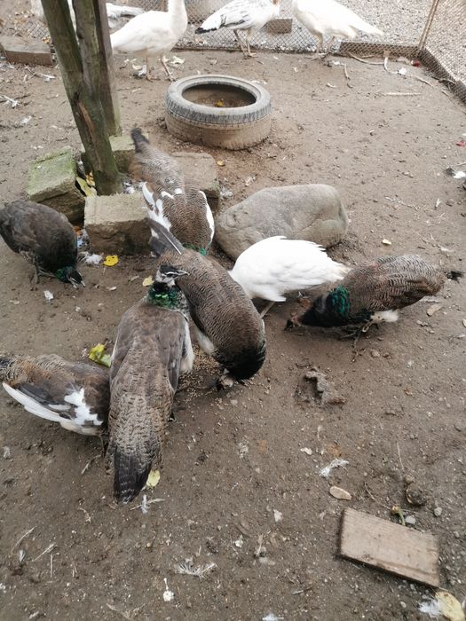 Păuni arlechin, comuni 2025