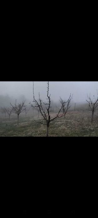 Toaletare pomi fructiferi