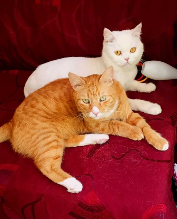 бесплатно в хорошие руки привитые кастрированные