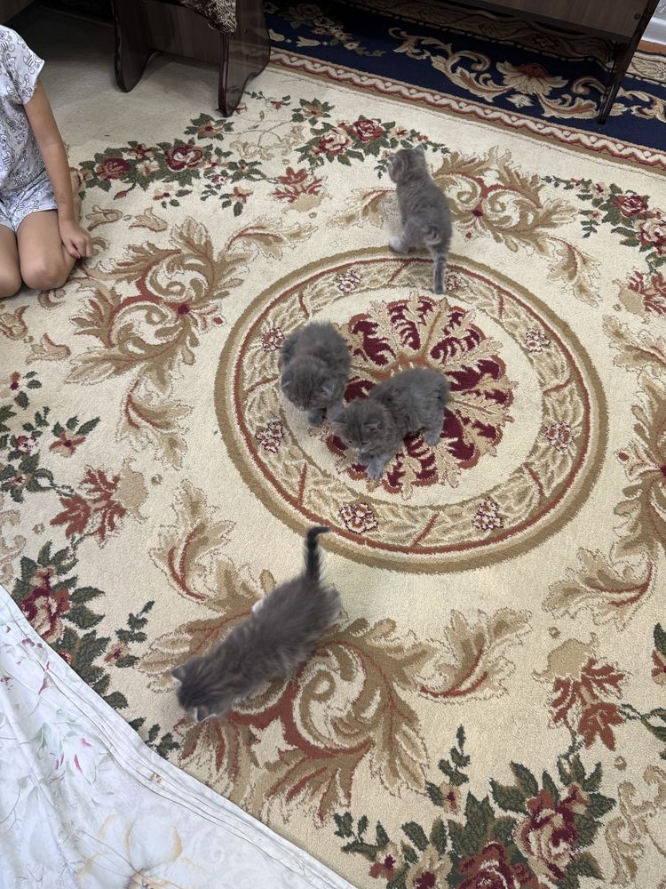 Продаются котята от сибирской вислоухой кошки