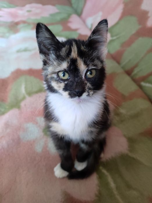 Котенок 3месяца девочка