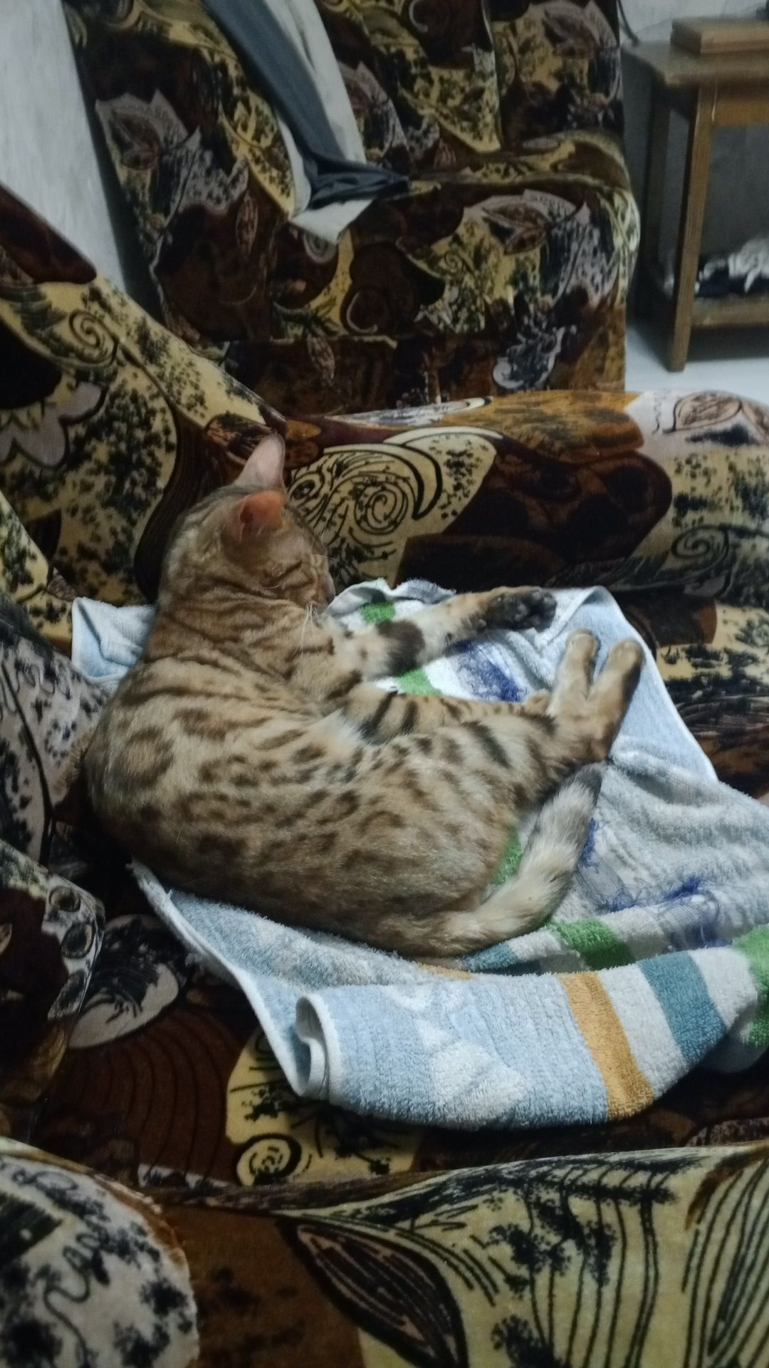 Bengal toza paroda.