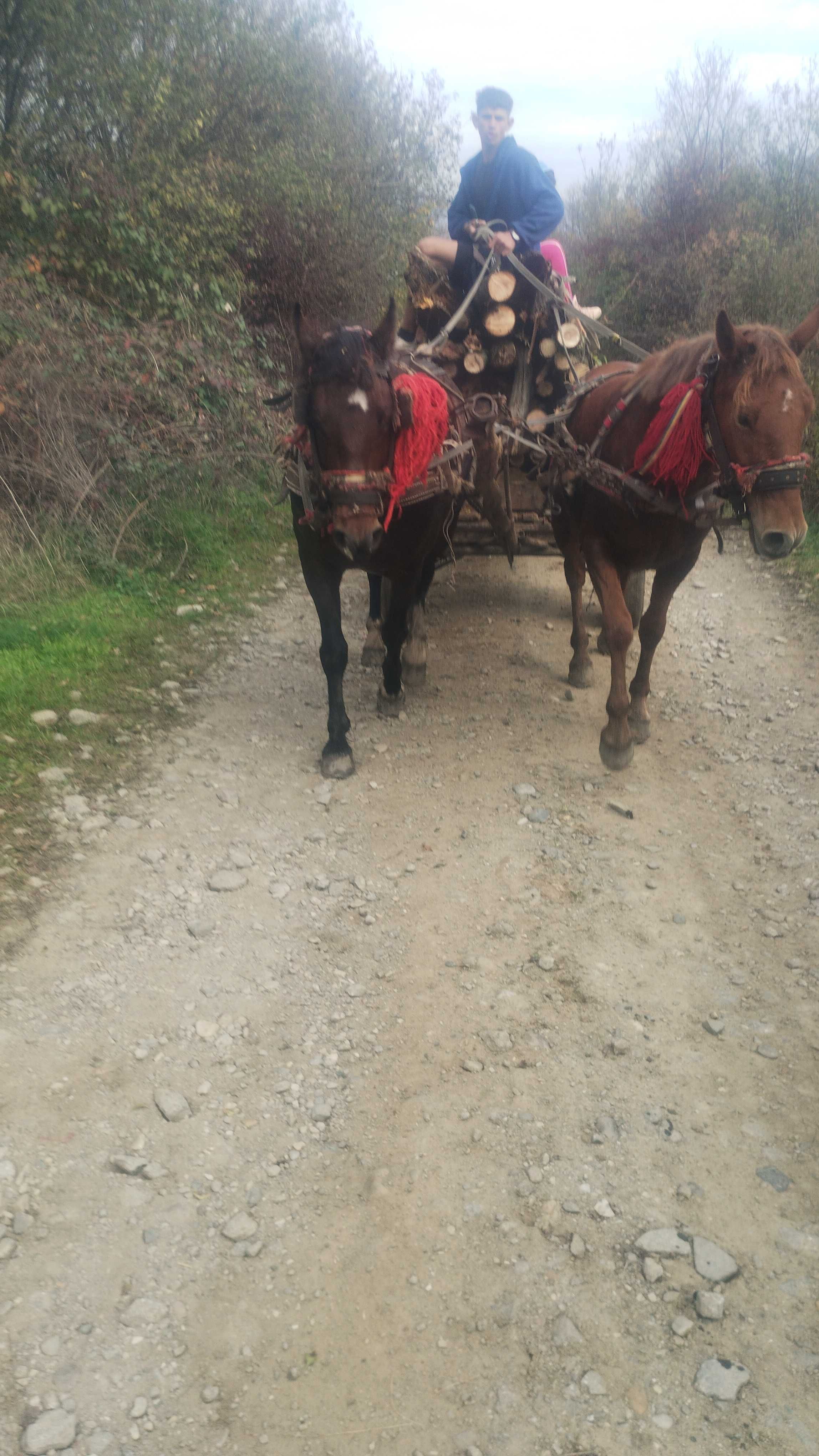 Vând 2 iepe una de 3 ani și una de 6