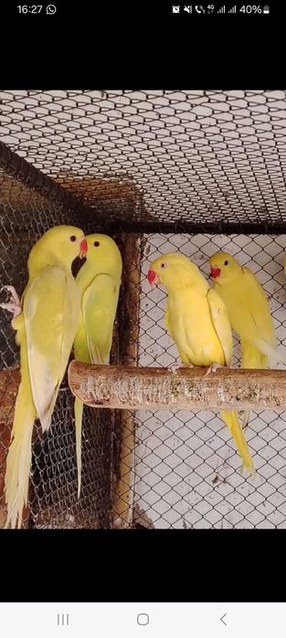 Micul Alexandru  oferta de  sărbători