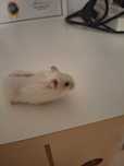 Hamster pitic alb
