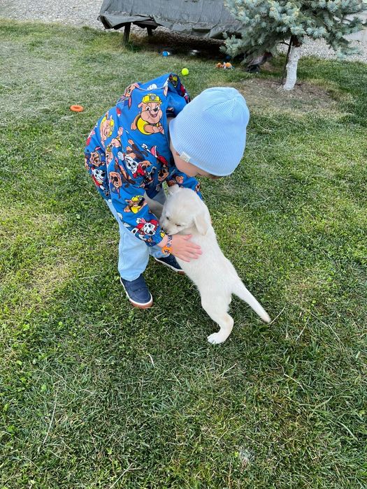 Labrador retriver pedigree