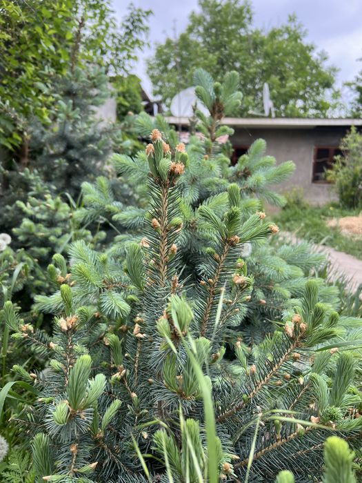 Арча Голубой [Ел]