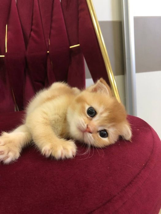 Котёнок девочка парода шиншилла