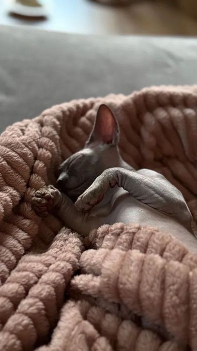 Сфинкс . Момче 5 м