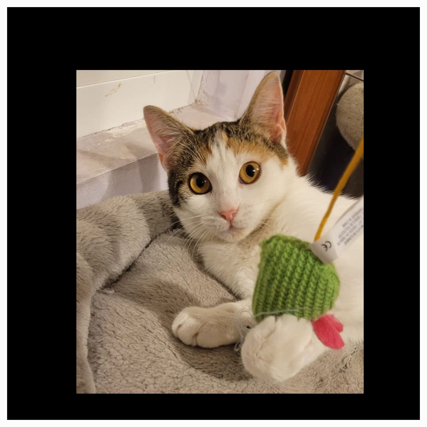 Adoptie pui pisica calico sterilizata Adelina Pestrița