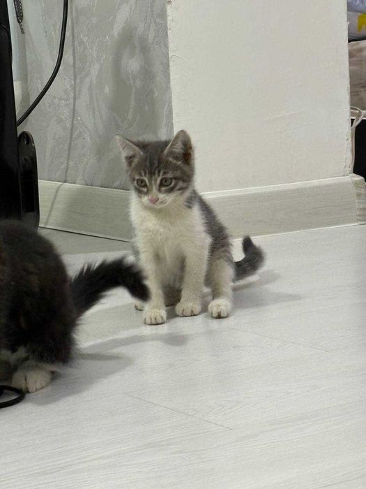 Продаются котята