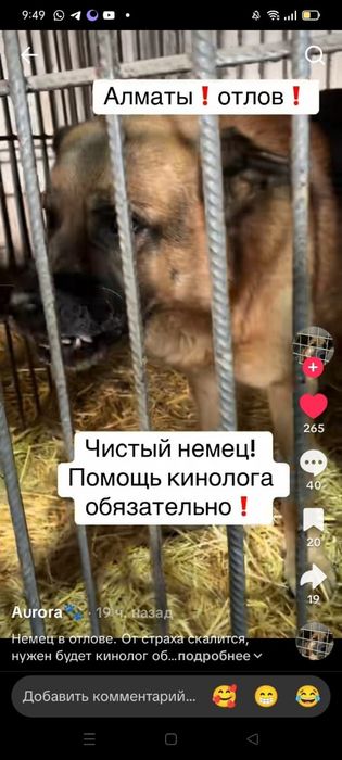 ПорОдиСтыЕ соБаЧки а ОтлоВе