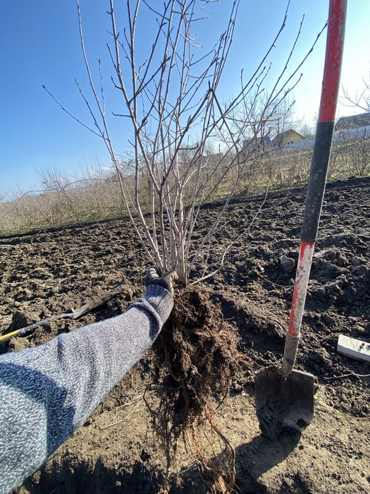 Butasi aronia (radacini foarte puternic dezvoltate)