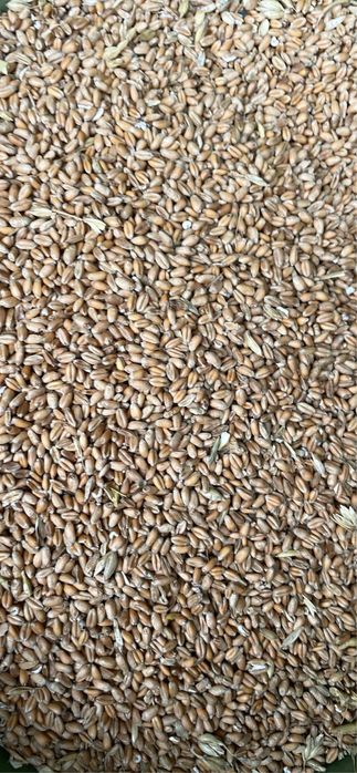 Vand Cereale, Porumb~Grau~Floarea-Soarelui