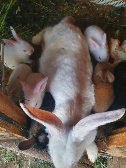 Vand iepurii de rasă