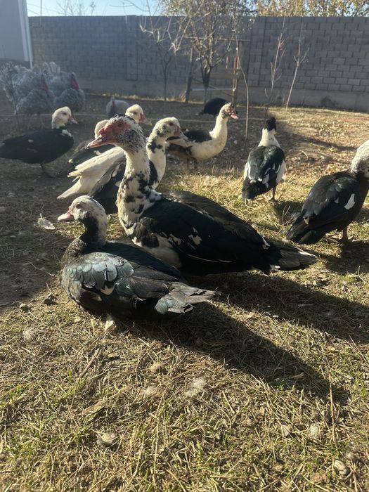 Индаутка срочно продам