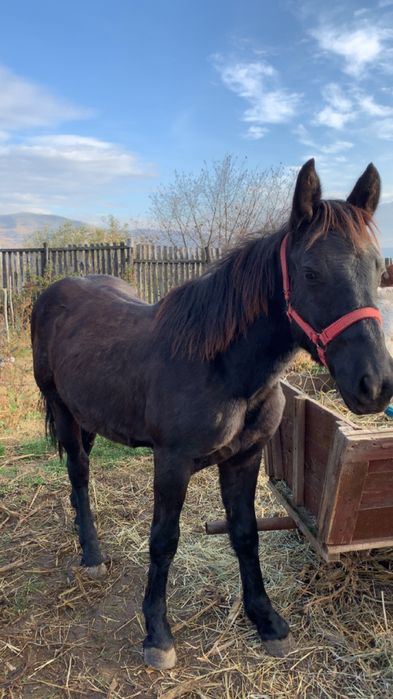 Vand sau schimb manza