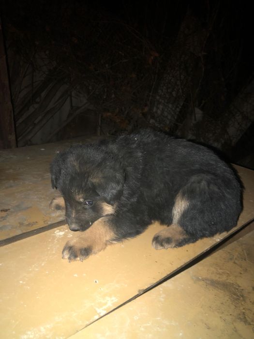 овчарка чистый бесплотно