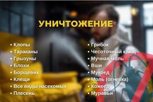 Дезинфекция от клопов, тараканов и блох — скидки до 40% Tashkent klap