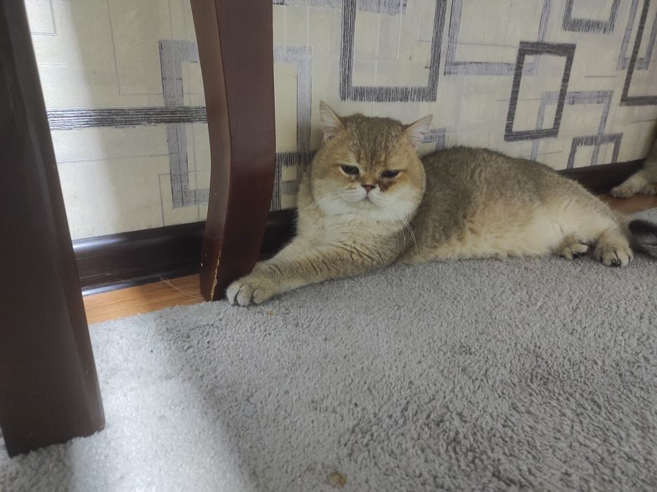 Вязка британский шиншилла и шотландский страйт