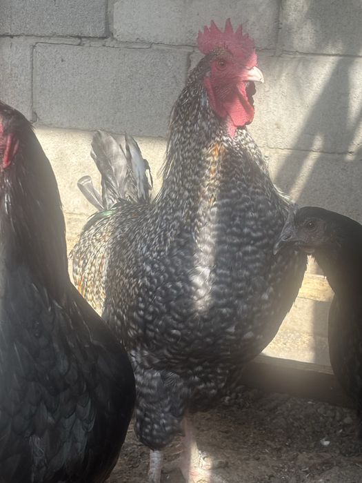 Продам молодого петуха