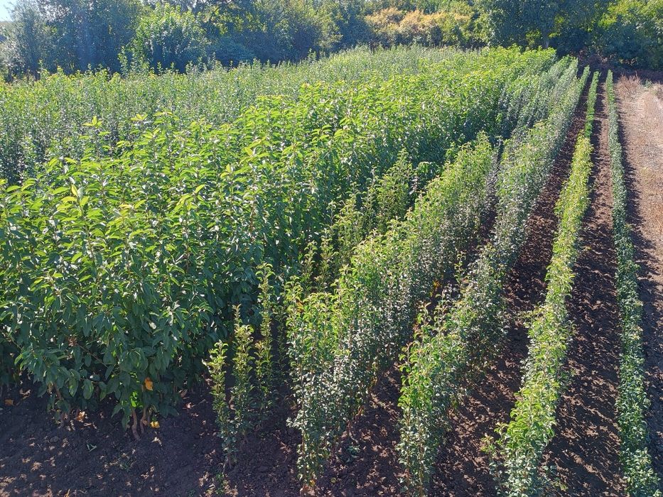 Овощен посадъчен материал 2025