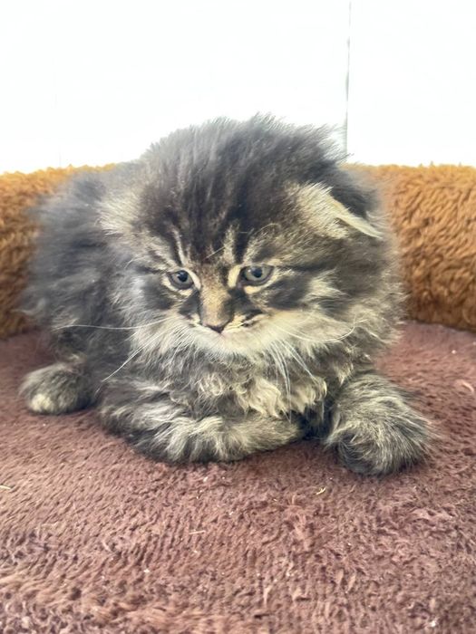 Продаётся котёнок