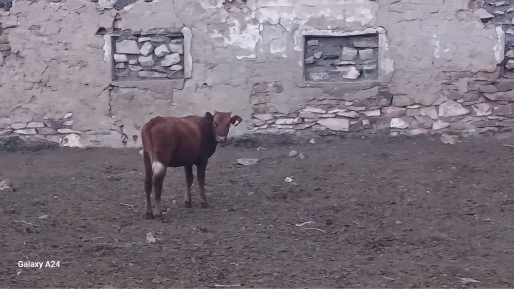 Продается корова