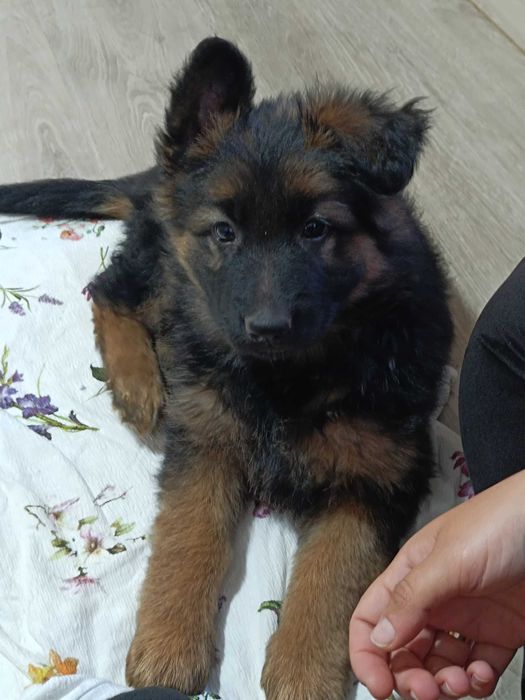 Немски овчарки дългокосмести