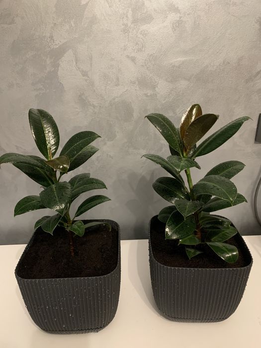 Комнатные растения Фикус Эластика Робуста