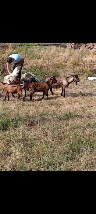 Vând iezi țapii și o iada de anul acesta