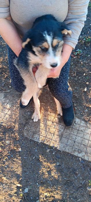 Подарявам кученца