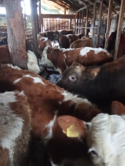 Vind vițeii bălțați