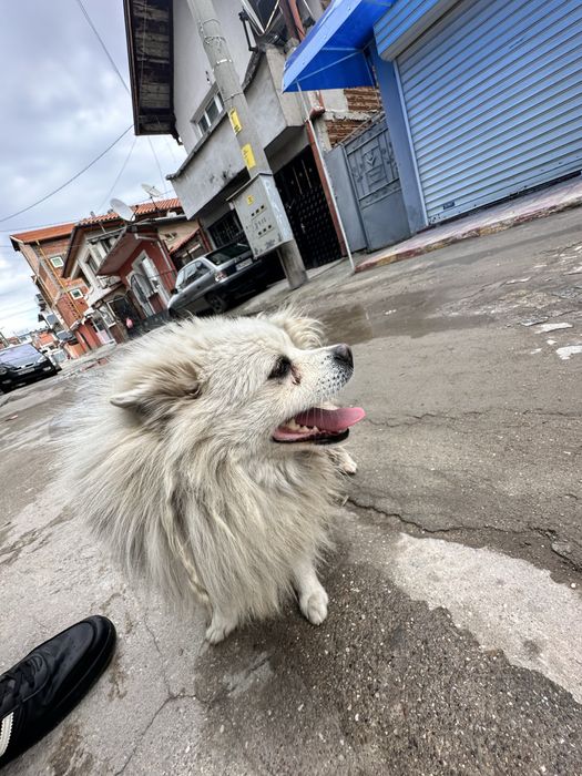 Подарявам Померан Мъжко на 2г