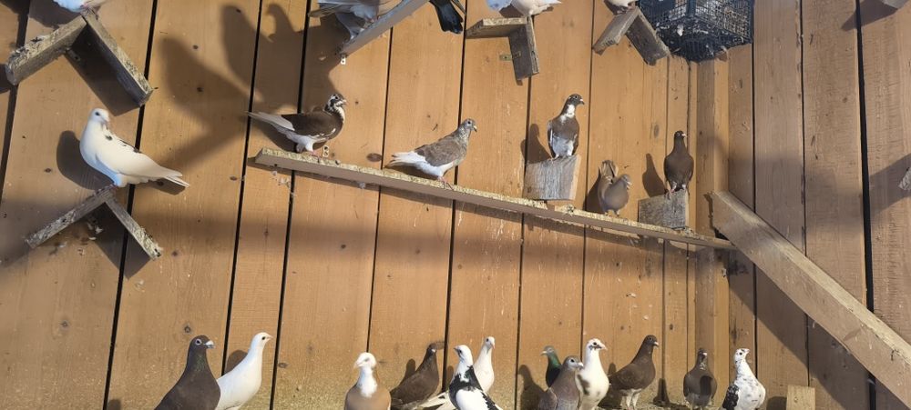 Porumbei voiajori 2025