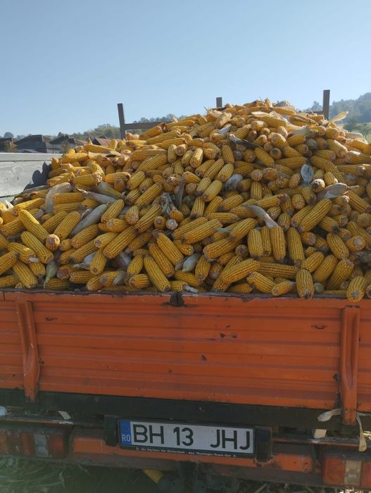 Porumb pionier de vânzare