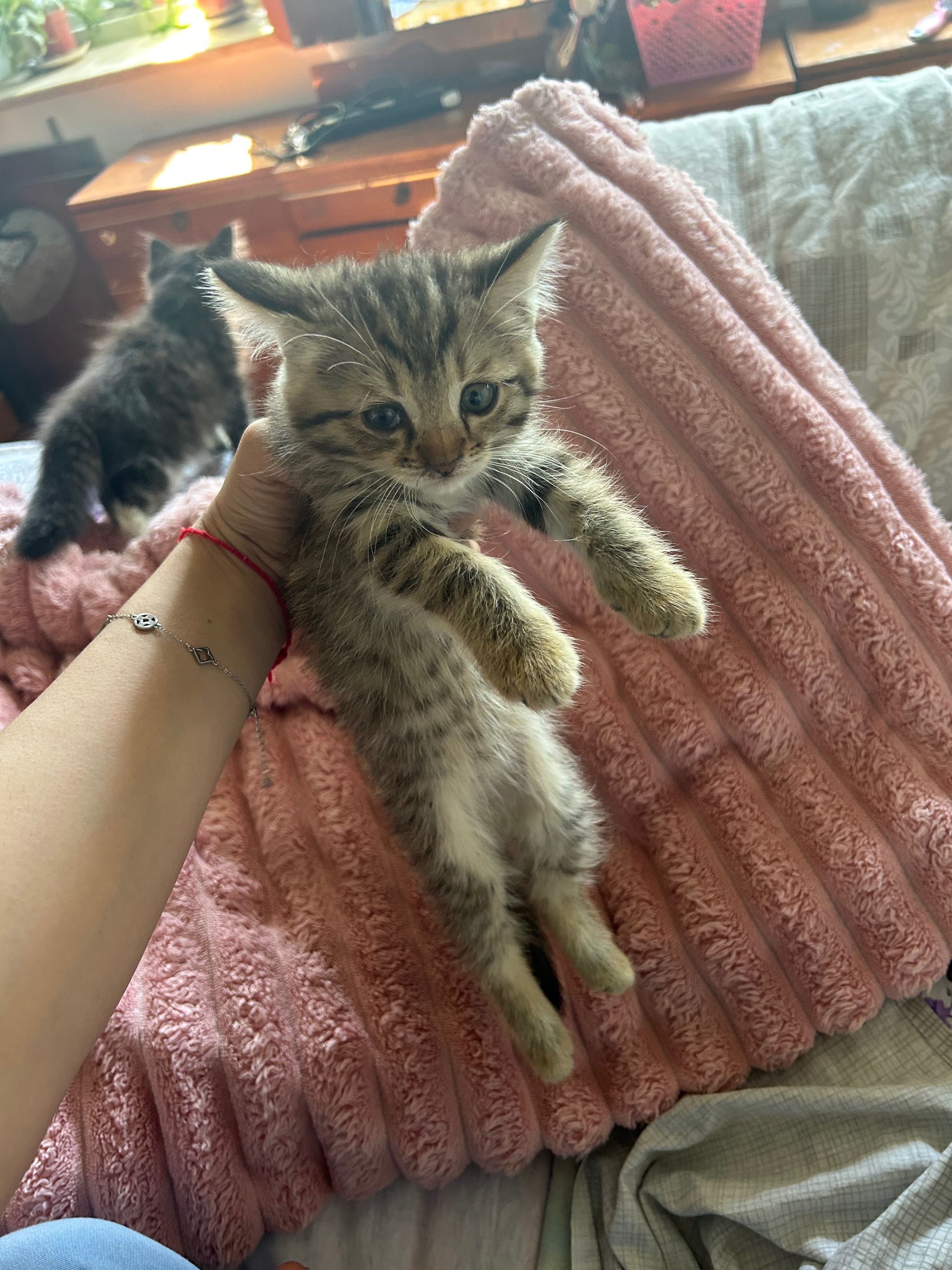 отдадим котят в хорошие ручки