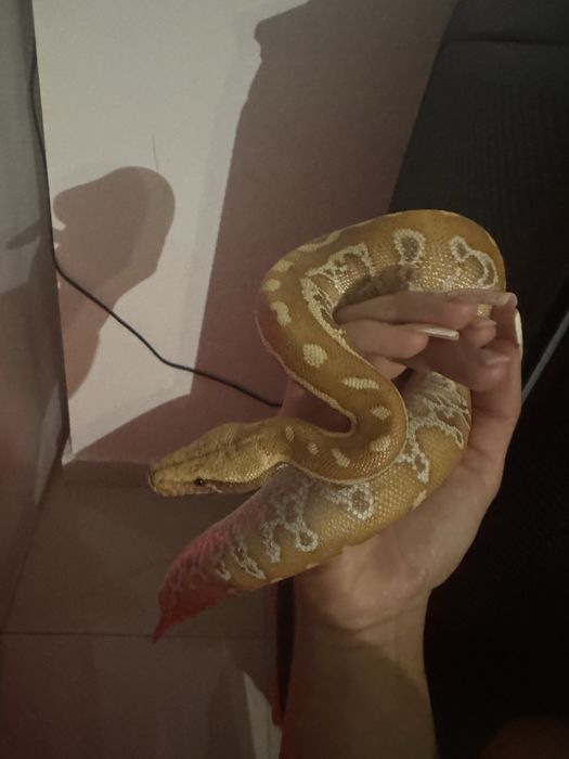 Blood Python Albino