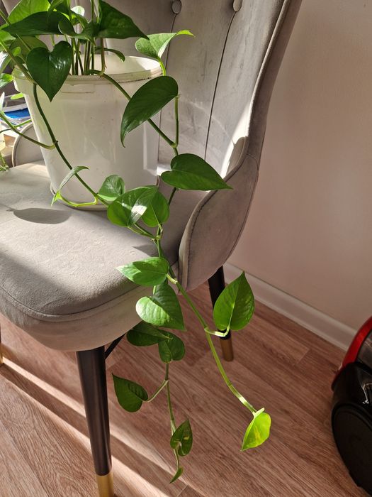 Эпипремнум золотистый, вьющееся