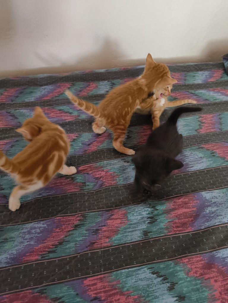 Котета за осиновяване