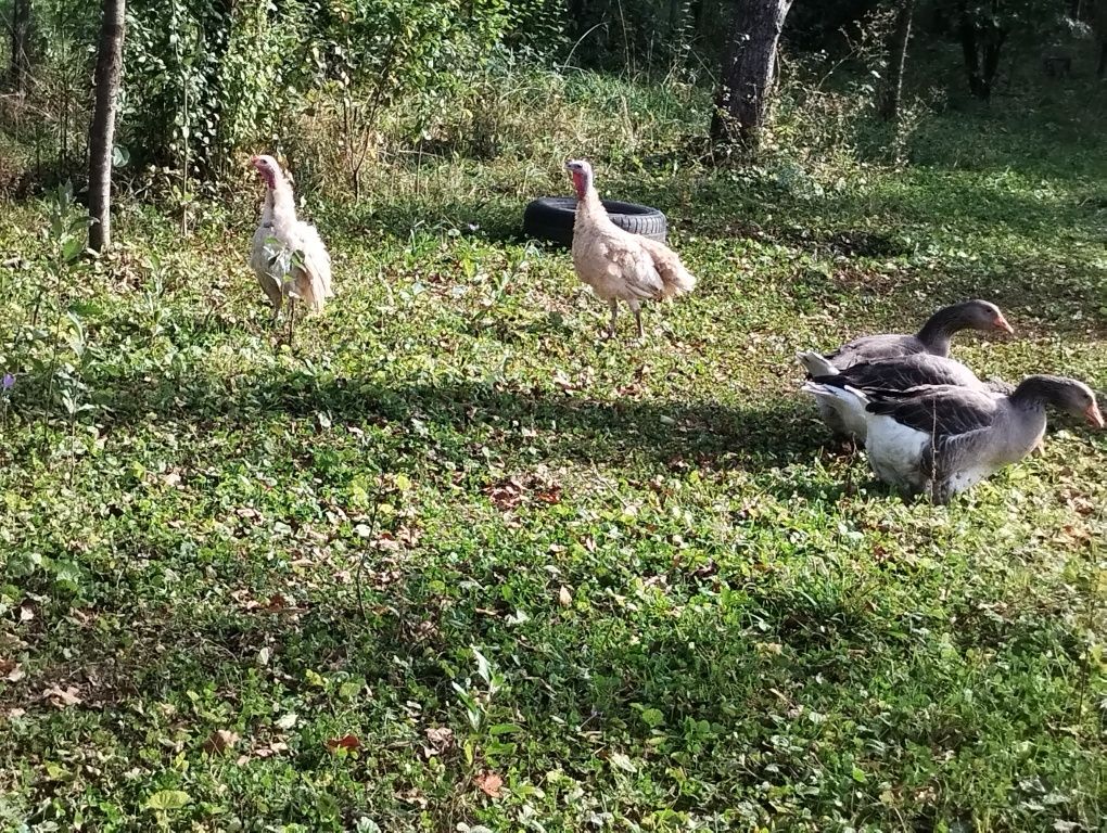 Vând ouă pentru consum