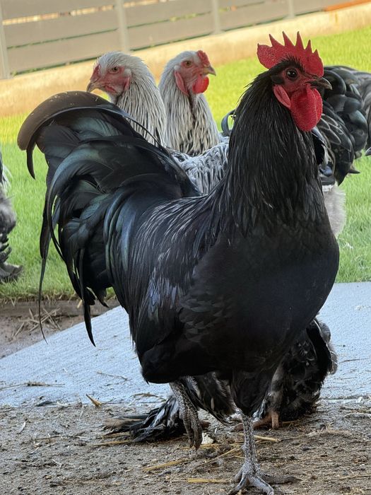 Schimb cocosi Australorp negru/albastru
