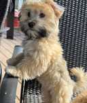Bichon  havanez  fetiță  400 lei